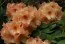 Рододендрон Apricot Fantasy фото