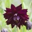 Аквилегия Black Barlow фото