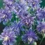 Аквилегия Double Blue фото