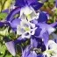 Аквилегия Spring Magic Navy & White фото