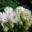 Аквилегия Winky Double White & White фото