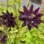 Аквилегия Barlow Black фото
