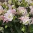 Аквилегия Winky Double Rose & White фото