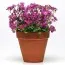 Арабис Lotti Deep Rose фото