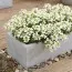 Арабис Variegata фото