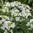 Арабис Variegata фото