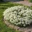 Арабис Variegata фото
