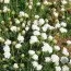 Армерия Maritima White фото