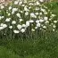 Армерия Maritima White фото