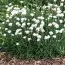 Армерия Maritima White фото