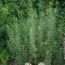 Полынь Кола Плант фото