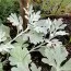 Артемизия (полынь) Boughton Silver фото