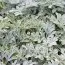 Артемизия (полынь) Boughton Silver фото