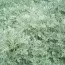 Артемизия (полынь) Powis Castle фото