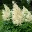 Арункус Dioicus фото