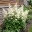 Арункус Guinea Fowl фото