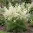 Арункус Silver Filigree фото