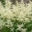 Арункус Silver Filigree фото