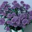 Астра  Double Fun Blue фото
