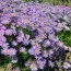Астра Alpinus Light Blue фото