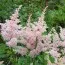 Астильба Peach Blossom фото