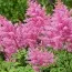 Астильба Vision in Pink фото