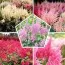 Астильбы Super Mix (Эконом-упаковка 10 шт) фото