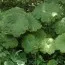 Астильбоидес Tabularis фото