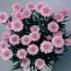 Астра Fun Pink Dark фото