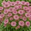 Астранция Pink Pride фото