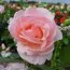 Роза Astrid Lindgren фото