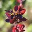 Барбарис Atropurpurea фото