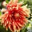 Георгина Autumn Sunburst фото