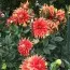 Георгина Autumn Sunburst фото