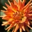 Георгина Autumn Sunburst фото