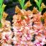 Гладиолус Kissy Ruffle фото