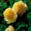 Пион Yaos Yellow Yao Huang древовидный фото