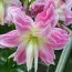 Лилия Lotus Elegance (Махровый цветок) фото