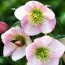 Морозник Ballard Hybrids фото