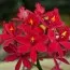Орхидея Epidendrum Ballerina Fireball фото