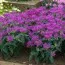 Монарда Balmy Lilac фото