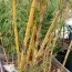 Бамбук Aureocaulis фото