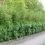 Бамбук Кустистый (горшок 1л) фото