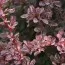 Барбарис Rose Glow фото