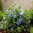 Барвинок Aureovariegata фото