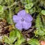 Барвинок Aureovariegata фото