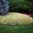 Можжевельник Golden Carpet фото