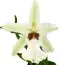 Орхидея Beallara Tahoma фото