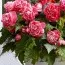 Бегония Camelia (Гигантский цветок) фото