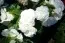 Бегония Multiflora Maxima белая фото